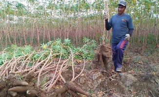 Harga Jual Anjlok, Petani Singkong di Buminabung Menjerit