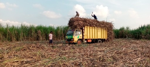 Lebih Menguntungkan, Petani Singkong di Terusannunyai Beralih Tanam Tebu