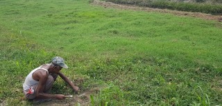 Kemarau, Peternak di Buminabung Mulai Kesulitan Cari Rumput