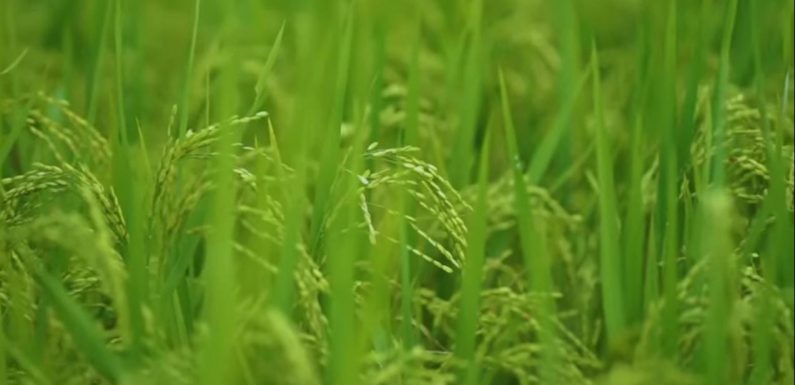 Di Tengah El Nino Petani Padi Lampung Tengah Gembira, Hal Ini Penyebabnya