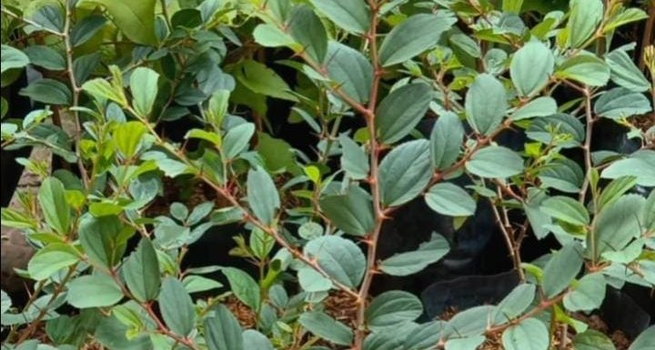 Daun Satu Ini Paling Dibenci Setan dari Golongan Jin, Ayo Tanam Sekarang Juga