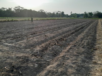 Dampak El Nino, Kebun Jagung Milik Warga Kampung Pajar Mataram Terancam Gagal Tanam
