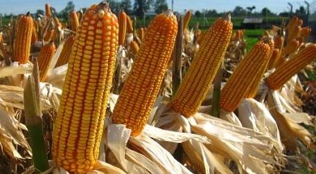 Rencana Kementan Stop Impor Jagung untuk Menjaga Harga, Petani Lamteng; Sudah Telat