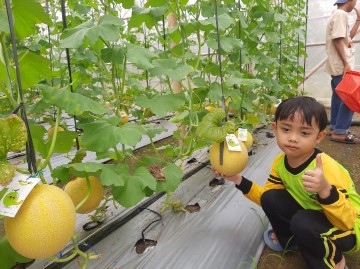 Mau Petik Buah Melon Super Manis,  Kunjungi Kebun Tanikologi Yukumjaya Lampung Tengah