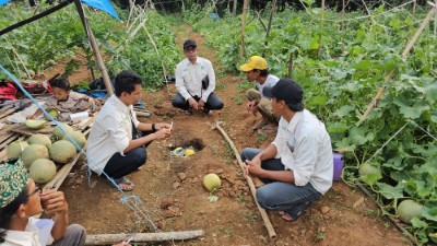 Berkunjung Ke Kebun Melon, Anggota DPRD Lamteng Ujang Mahmud Dapat Curhatan Petani Soal Anjloknya Harga