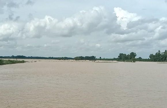 Tanggul Jebol, Ratusan Hektare Padi di Buminabung Terancam Gagal Panen