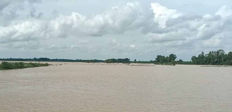 Tanggul Jebol, Ratusan Hektare Padi di Buminabung Terancam Gagal Panen