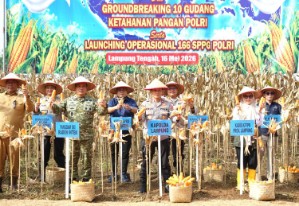 Kapolda Lampung Hadiri Panen Raya Jagung di Lamteng, Dukung Ketahanan Pangan Nasional