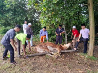 Idul Adha, SMK YPI Seputih Mataram Sembelih Hewan Kurban
